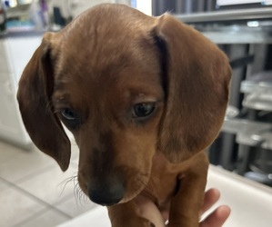 Dachshund Litter for sale in NORTH PORT, FL, USA