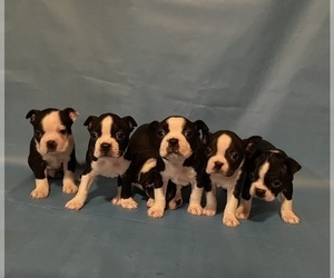 Boston Terrier Litter for sale in LIVINGSTON, TX, USA