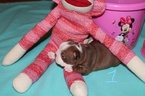 Small Photo #1 Boston Terrier Puppy For Sale in HOLLISTER, FL, USA
