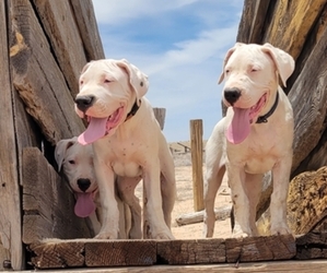 Dogo Argentino Litter for sale in ALBUQUERQUE, NM, USA