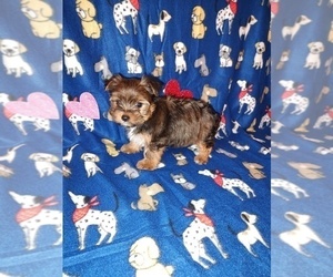 Yorkshire Terrier Litter for sale in LAPEER, MI, USA