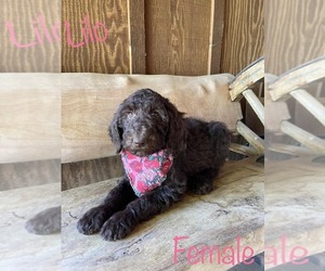 Poodle (Standard) Litter for sale in BAKERSFIELD, CA, USA