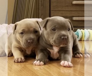 American Bully Litter for sale in COLUMBIA, MO, USA