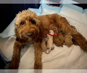 Goldendoodle (Miniature) Litter for sale in MIAMI, FL, USA