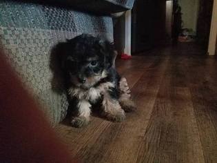 Poodle (Toy)-Yorkshire Terrier Mix Litter for sale in PATOKA, IL, USA