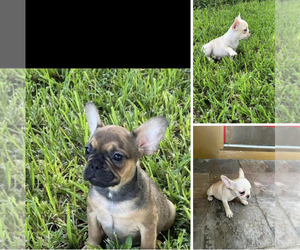 French Bulldog Litter for sale in AVON PARK, FL, USA