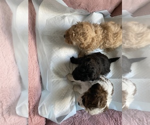Poodle (Toy) Litter for sale in REGO PARK, NY, USA