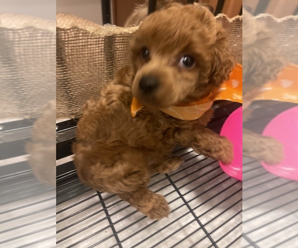 Medium Photo #1 Poodle (Toy) Puppy For Sale in KISSIMMEE, FL, USA