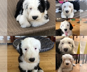 Old English Sheepdog Litter for sale in ROSEMEAD, CA, USA