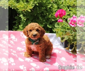 Poodle (Miniature) Litter for sale in NAPPANEE, IN, USA