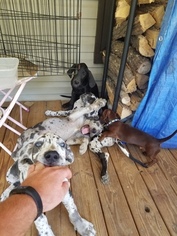 Great Dane Litter for sale in PARSONS, TN, USA