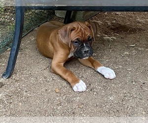 Boxer Litter for sale in LINCOLN, CA, USA