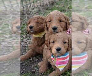 Goldendoodle Litter for sale in COOPER, TX, USA