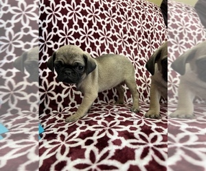 Pug Litter for sale in FREDERICK, MD, USA