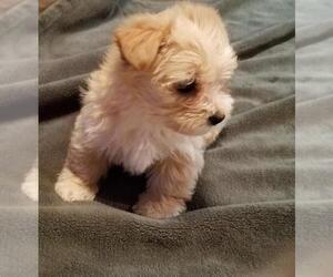 Havanese Litter for sale in LORE CITY, OH, USA