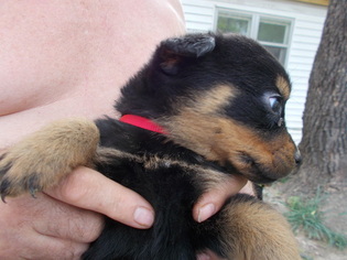 Rottweiler Litter for sale in MEXICO, MO, USA