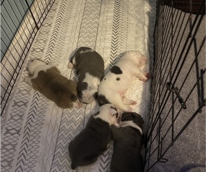 Olde English Bulldogge Litter for sale in SOUTHPORT, FL, USA