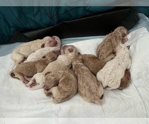 Goldendoodle Litter for sale in PFAFFTOWN, NC, USA