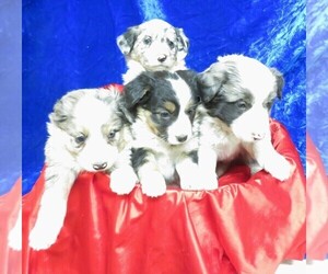 English Shepherd-Miniature Australian Shepherd Mix Litter for sale in NORWOOD, MO, USA