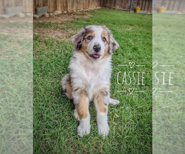 Medium Photo #1 Australian Shepherd Puppy For Sale in BLUE MOUND, TX, USA