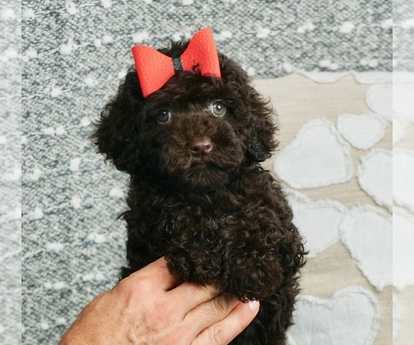 Medium Photo #1 Poodle (Toy) Puppy For Sale in WARSAW, IN, USA