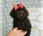 Small Photo #1 Poodle (Toy) Puppy For Sale in WARSAW, IN, USA