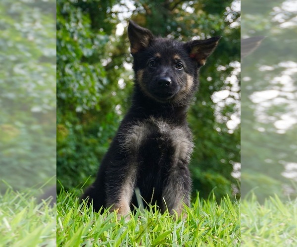 Medium Photo #1 German Shepherd Dog Puppy For Sale in WARSAW, IN, USA
