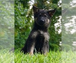 Small Photo #1 German Shepherd Dog Puppy For Sale in WARSAW, IN, USA