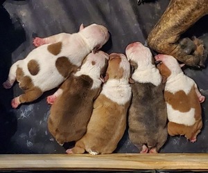 Olde English Bulldogge Litter for sale in STERLING, CT, USA