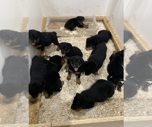 Rottweiler Litter for sale in BURTONSVILLE, MD, USA