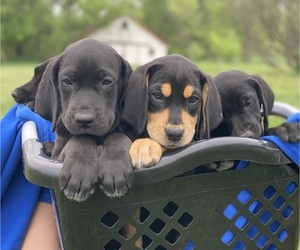 Bluetick Coonhound-Catahoula Leopard Dog Mix Litter for sale in WAVERLY, IA, USA