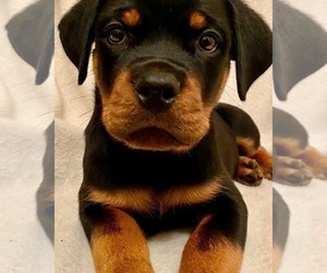 Rottweiler Litter for sale in BLOOMFIELD, NY, USA