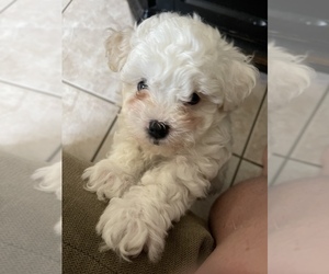 Maltipoo-YorkiePoo Mix Litter for sale in GLENDALE, AZ, USA