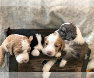 Aussiedoodle-Poodle (Standard) Mix Litter for sale in COMMERCE, MI, USA