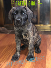 Mastiff Litter for sale in PIKETON, OH, USA