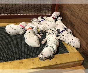 Dalmatian Litter for sale in THOMPSONS STATION, TN, USA