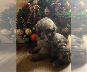 Aussiedoodle-Goldendoodle Mix Litter for sale in SALISBURY, NC, USA