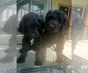Portuguese Water Dog Litter for sale in CANON CITY, CO, USA
