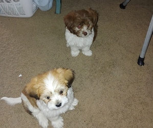 Shih-Poo Litter for sale in GILBERT, AZ, USA