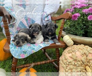Schnauzer (Miniature) Litter for sale in NIANGUA, MO, USA