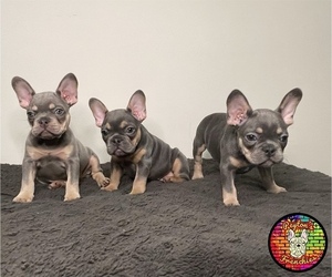 French Bulldog Litter for sale in ATLANTA, GA, USA