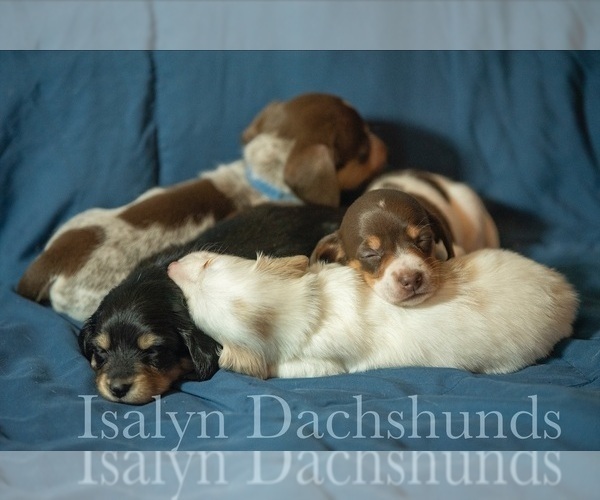 Medium Photo #1 Dachshund Puppy For Sale in COPPERAS COVE, TX, USA