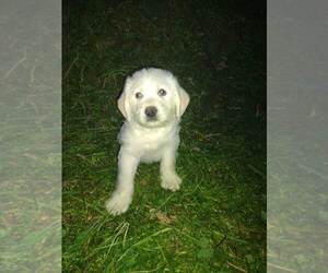 Medium Goldendoodle-Labrador Retriever Mix