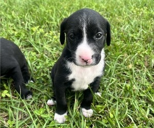 Goldmation Litter for sale in RIVERVIEW, FL, USA