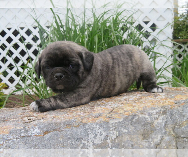 Medium Photo #1 Jug Puppy For Sale in MOUNT SOLON, VA, USA