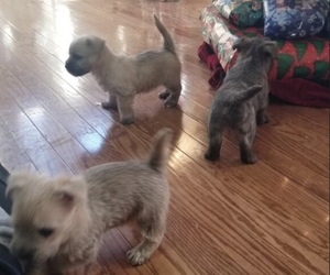 Cairn Terrier Litter for sale in JOPPA, MD, USA