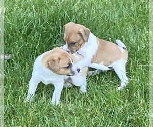 Jack Russell Terrier Litter for sale in CANNON FALLS, MN, USA