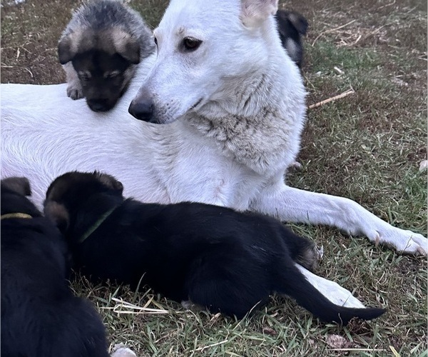 Medium Photo #1 German Shepherd Dog Puppy For Sale in WADENA, MN, USA