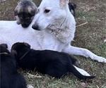Small Photo #1 German Shepherd Dog Puppy For Sale in WADENA, MN, USA