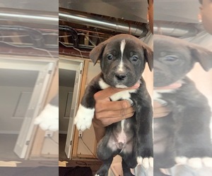 Akita-Cane Corso Mix Litter for sale in BOULDER, CO, USA